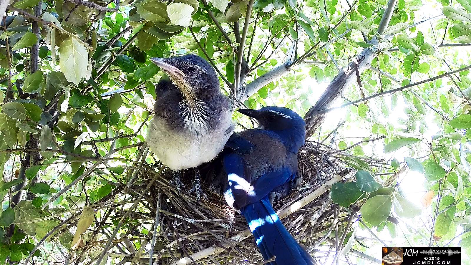 Scrub Jay Documentary chicks climbs on parent who leaves